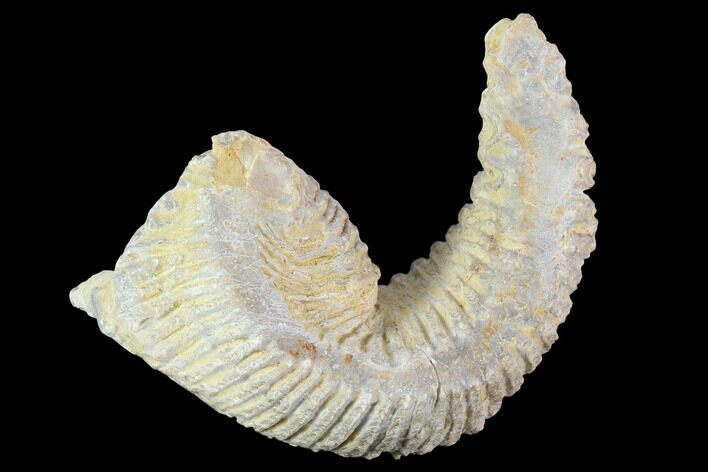 Cretaceous Fossil Oyster (Rastellum) - Madagascar #100352